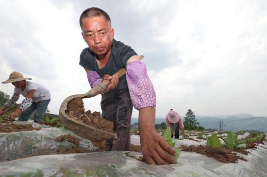 烟农杨国权正在给烟苗封窝