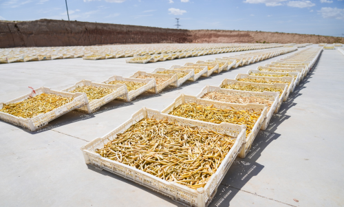 （飞悦晾晒场将有效提升当地黄花菜晾晒效率和产品品质。