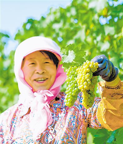     贺兰山东麓酿酒葡萄进入采摘期，处处洋溢着丰收的喜悦。