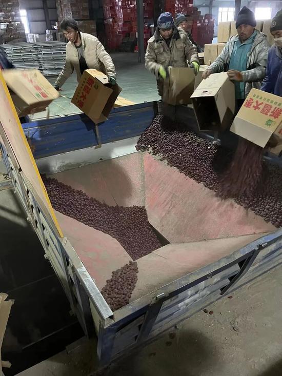 新疆当地的维吾尔族员工正将收购到厂的红枣原料拆箱倒入生产线的投料口。浙江济海 供图