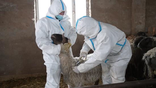 图为工作人员为羊进行疫苗接种。阿力米热·亚森 摄