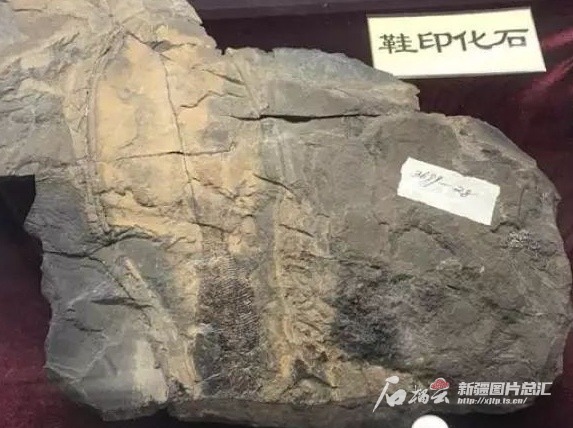 发现于乌鲁木齐红山的鞋印化石。海东伟供图