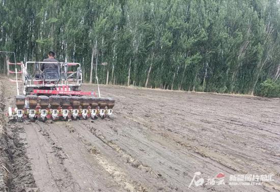 4月24日，温宿县托乎拉乡思源村科技副主任唐孝辉的稻田里，水稻直播机正在播种。贾建江摄