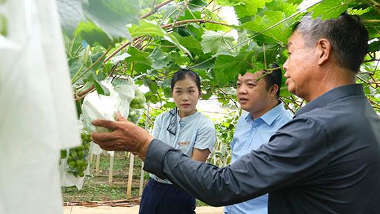 桂林银行金融“活水”助力柳江区葡萄产业“甜蜜一夏”