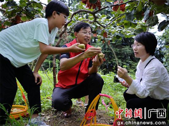 科技特派员现场指导果农摘果和销售技术。广西生态工程职业技术学院 供图