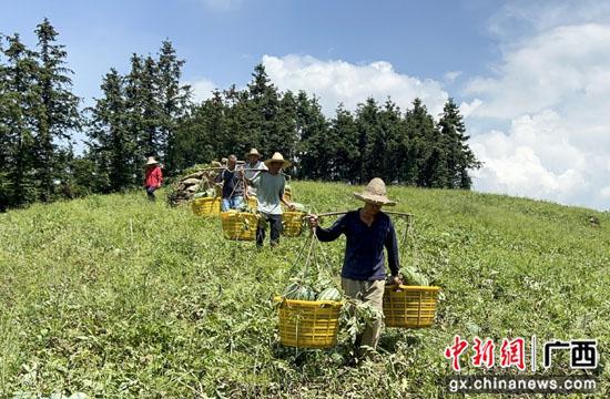 广西兴安县以瓜为媒 促产业振兴 