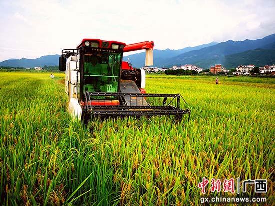 广西灌阳“藏粮于地 藏粮于技” 再绘农村丰收景