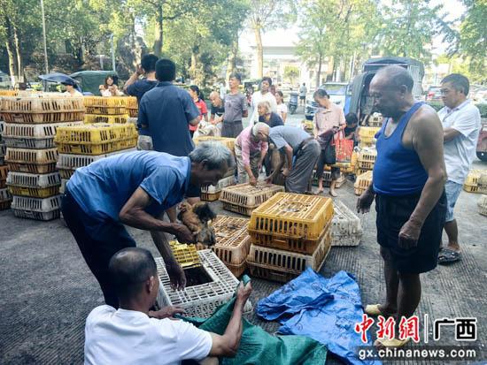 广西灌阳“短平快”订单农业为乡村振兴提供新“鸡”遇