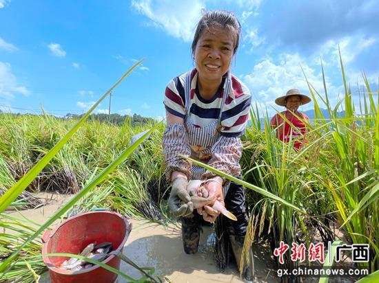 图为农户在稻田中抓禾花鱼。崔家乡人民政府供图