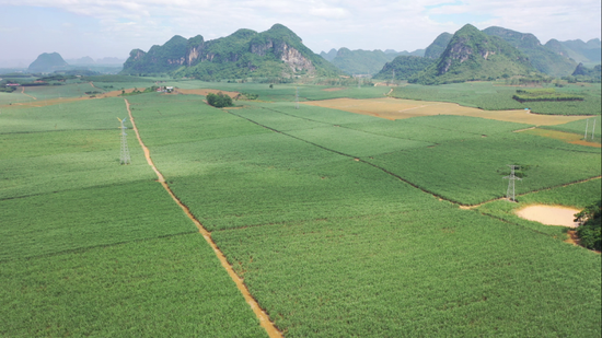 图为崇左市江州区5.6万亩“双高”糖料蔗基地。