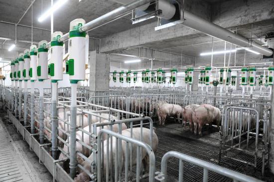 图为广西扬翔股份有限公司集群式楼房智能化养猪场