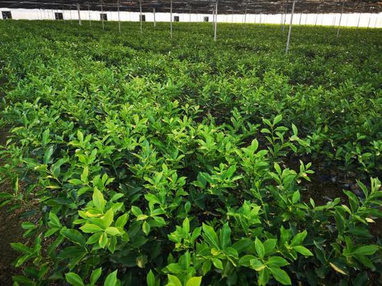 图为广西融安县脆蜜金桔高质量发展示范园。