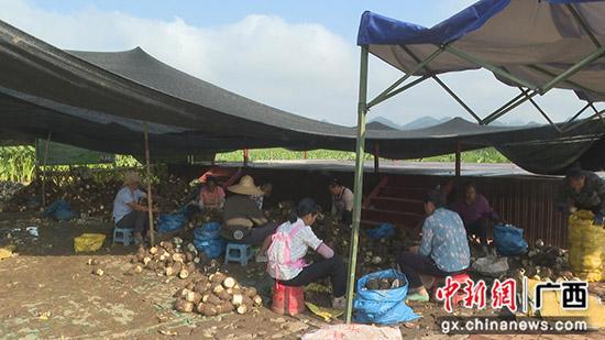 工人们分工合作对采收的荔浦芋进行筛选、分类。 黄炎宝 摄