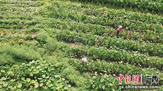 工人们忙碌着采收荔浦芋。 钟国文 摄