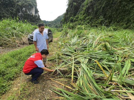 广西北部湾银行崇左分行客户经理到甘蔗种植地查看蔗农受灾情况