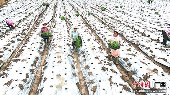 图为村民们正在进行育苗移栽、放苗、栽苗覆土作业。岑记华 摄