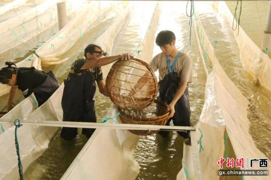 养殖工人正对鳗鱼进行分类。大浪村供图