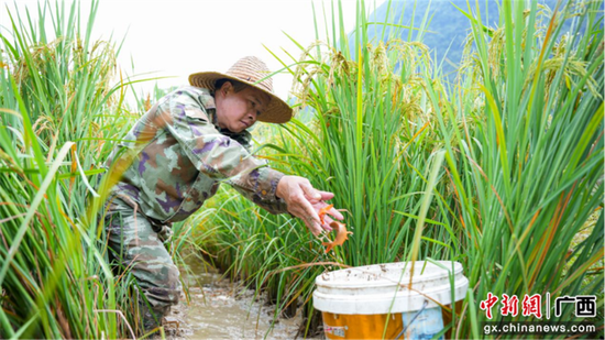 村民在稻田里抓“稻花鱼”。周昌富 摄