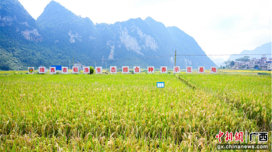 靖西市稻鱼生态综合养殖示范基地(周昌富摄)