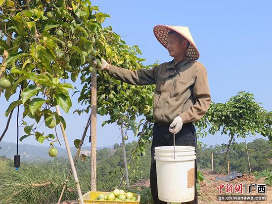 广西北流：撂荒地变身“金土地” 百香果迎丰收