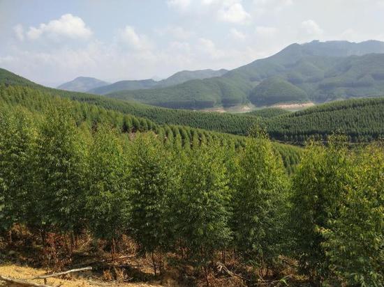 图为百色市分行支持的国家储备林项目建设。农发行百色市分行 供图 