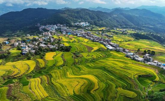 图为百色市分行支持的农村土地流转及土地规模经营项目。农发行百色市分行 供图 