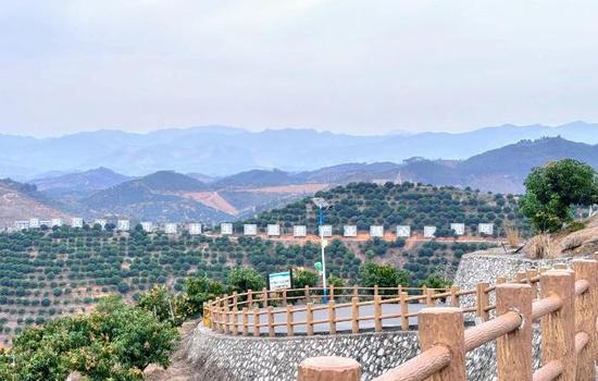 图为百色市分行支持20万亩现代农林生态脱贫产业核心示范区建设。农发行百色市分行 供图 