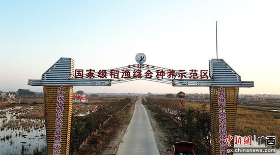 图为广西桂平一稻渔综合种养示范区。桂平市官方供图