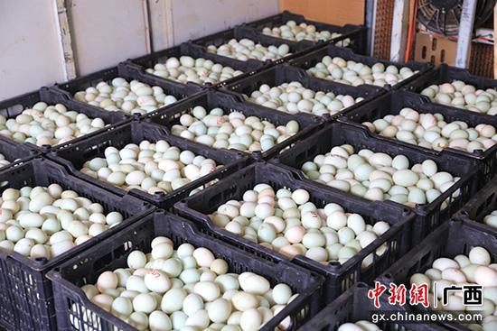 准备运输售卖的鸭蛋。陆锦婷 摄