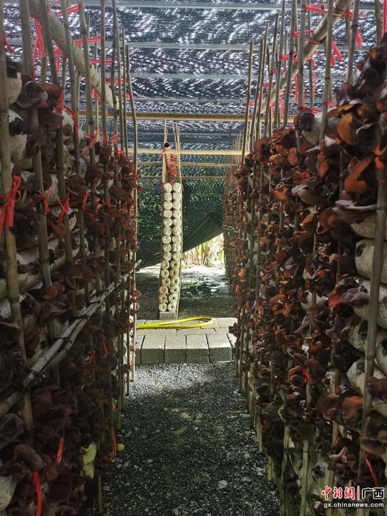 图为爱华村黑木耳种植基地。