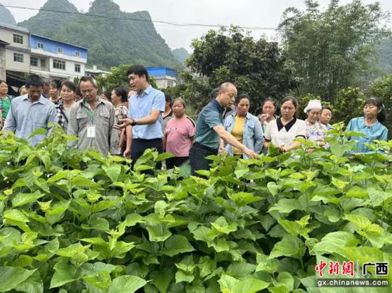 圖為桑蠶專家現(xiàn)場指導(dǎo)。