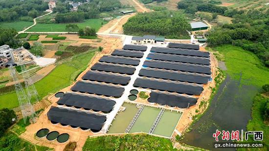 图为桂平市金田镇古东村的广西荣亨牧业有限公司陆基圆池养殖基地。桂平市官方供图