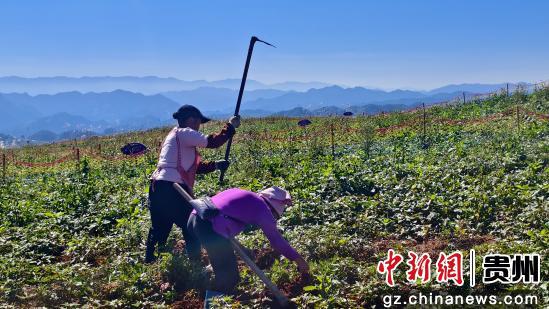 贵州台江：小小紫薯产量高，产业振兴势头强劲