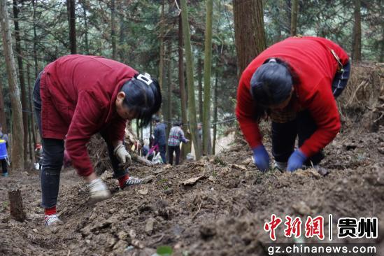 贵州习水：倚林种药 兴乡富民