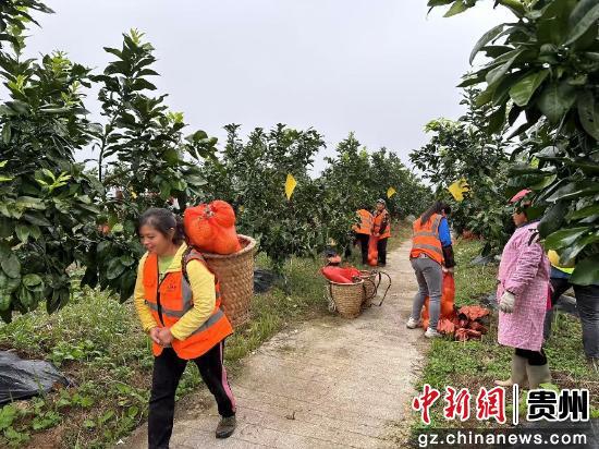 贵州思南珠池坝村：稀土农用技术助力柚子增产