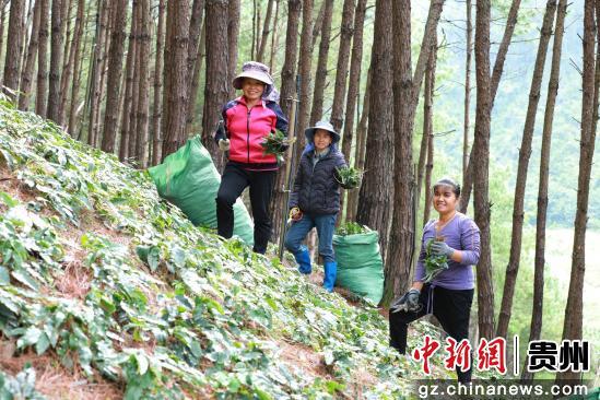 贵州剑河：林药共生 青山变“金山”