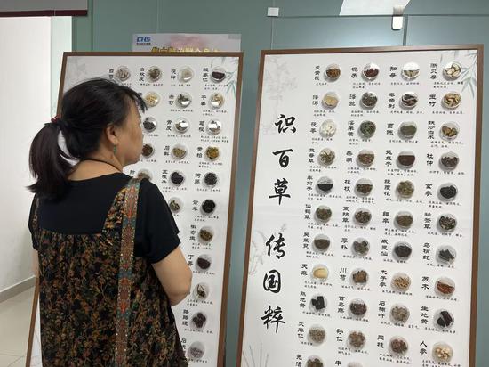 市民学习中草药。克拉玛依融媒记者 张冰 摄