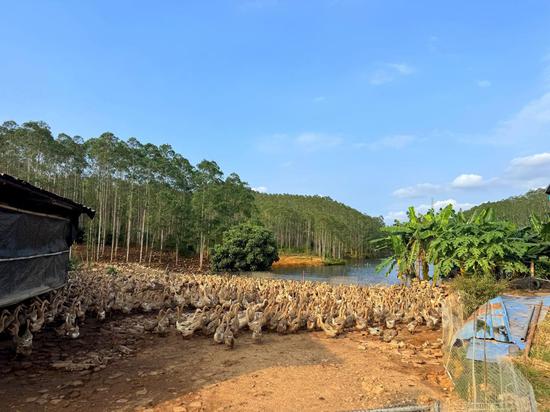 /2025/0926/4a390b0e-2364-47db-8458-e4b6867c67a8.jpeg 日前,温州银行丽水分行共富金融专员走访麻鸭养殖基地。(黄艳丹 供图)