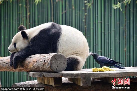 调皮乌鸦拔大熊猫毛发搭窝 画面令人忍俊不禁