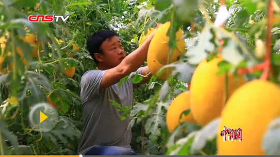 新疆托克逊合作社大棚种瓜果 电商平台助力农民增收