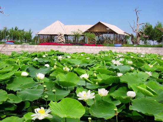 克拉玛依:石油“花”上建起了“林海公园”