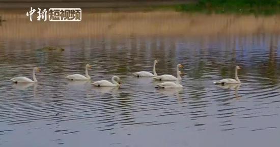 十多只白天鹅夏日结伴“落户”新疆托克逊