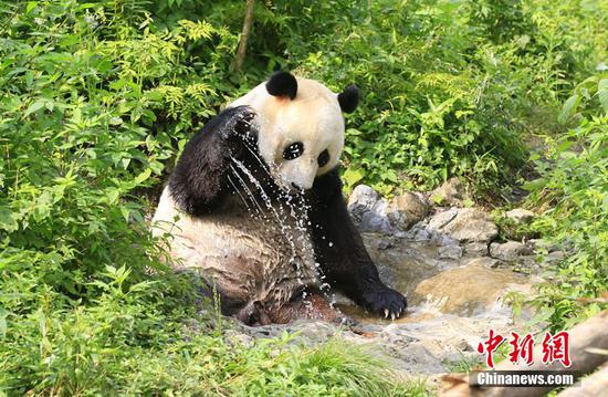 大熊猫“云涛”享受“清凉” 玩耍姿态十分可爱