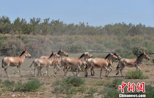 绿色发展理念助推新疆奇台旅游经济兴起