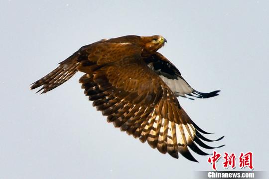 新疆克拉玛依生态环境改善 吸引猛禽逗留觅食