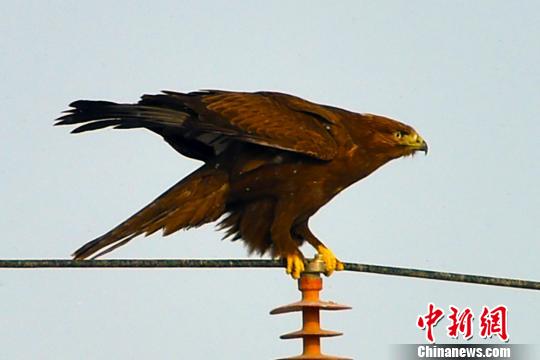 新疆克拉玛依生态环境改善 吸引猛禽逗留觅食