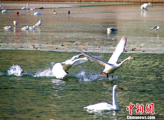 天鹅在嬉戏觅食。　杨厚伟 摄