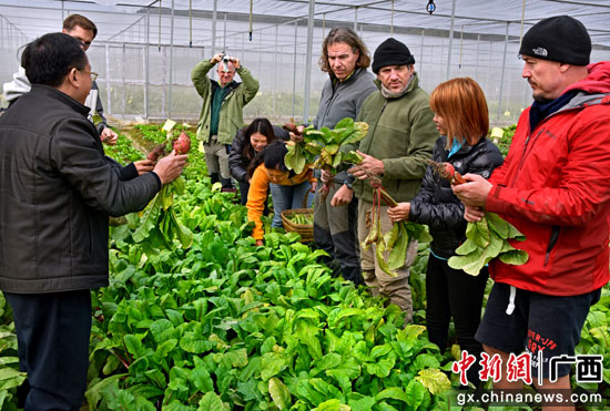 考查蔬菜种植。吕建伟 摄