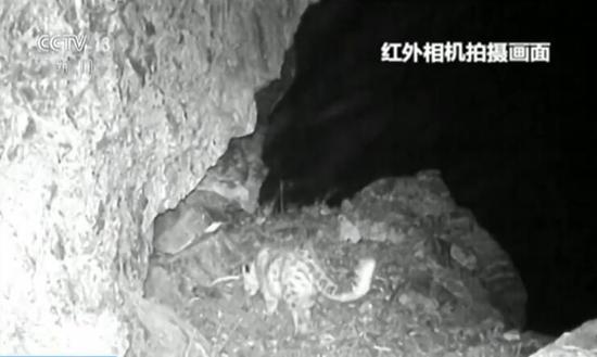 新疆呼图壁河沿线监测发现雪豹
