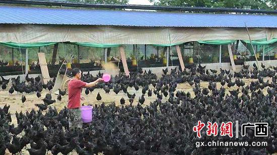 图为乌鸡养殖业成为东兰县贫困户增收的主要产业。 图为乌鸡养殖业成为东兰县贫困户增收的主要产业。